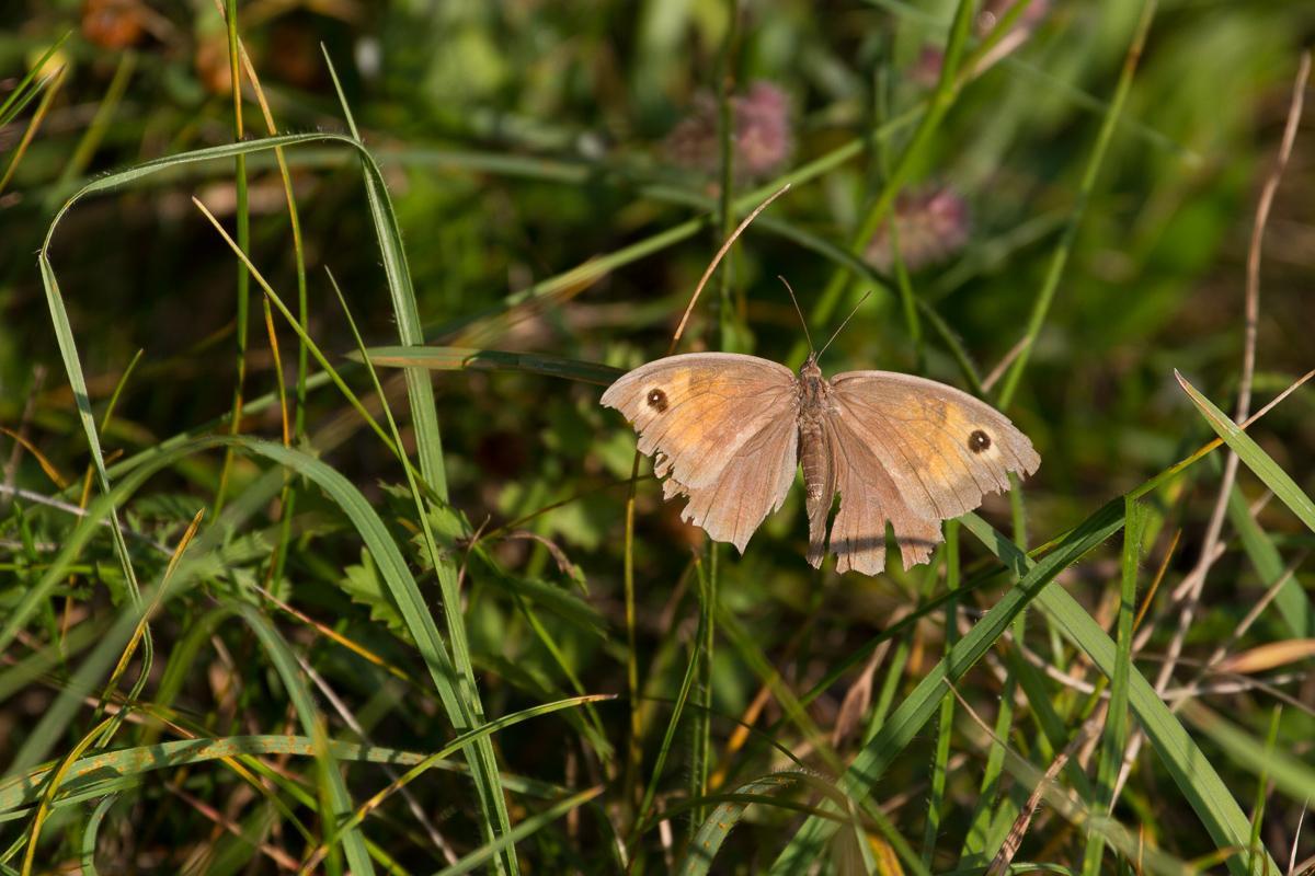 Schmetterling