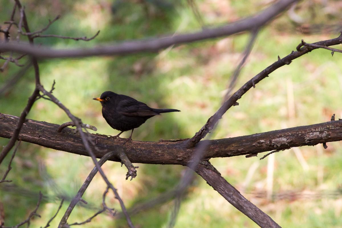 Amsel