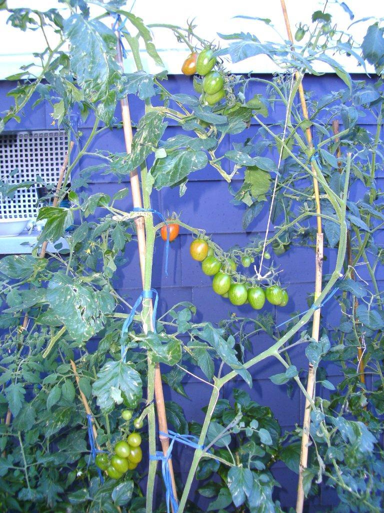 Tomaten draussen