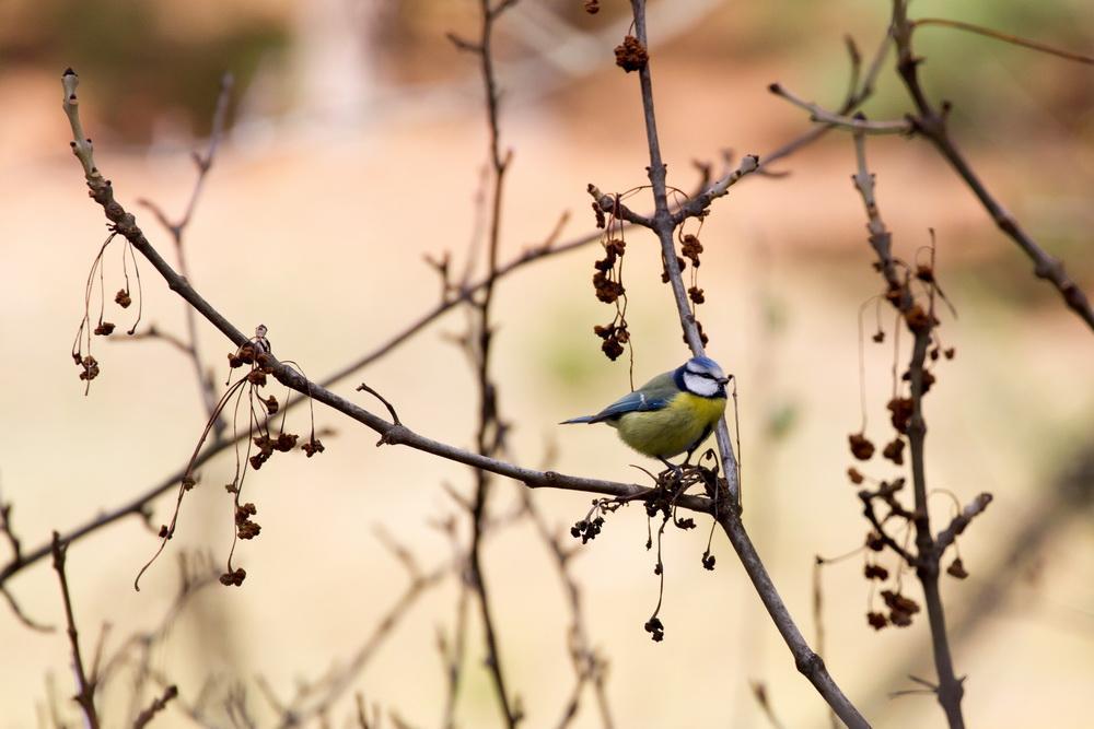 Blaumeise