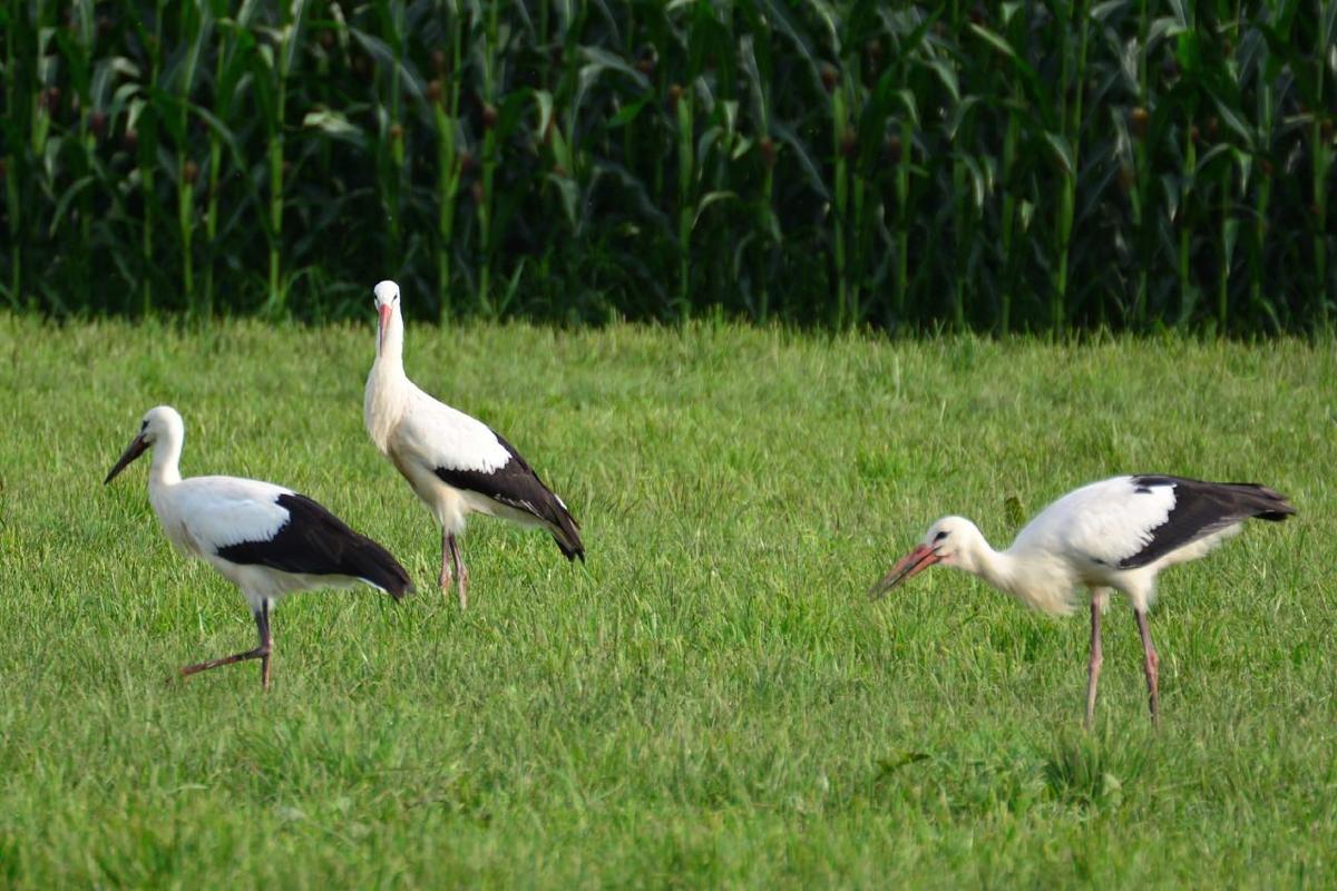 storch 20140731 1655 1280