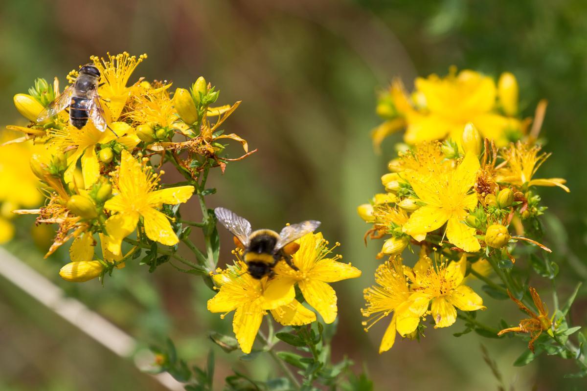 Biene und Schwebfliege