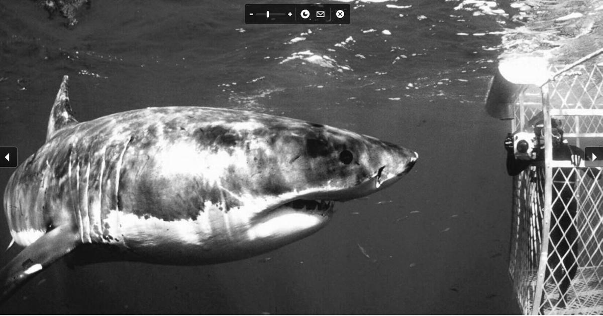 unglaublicher weisses Hai-Foto