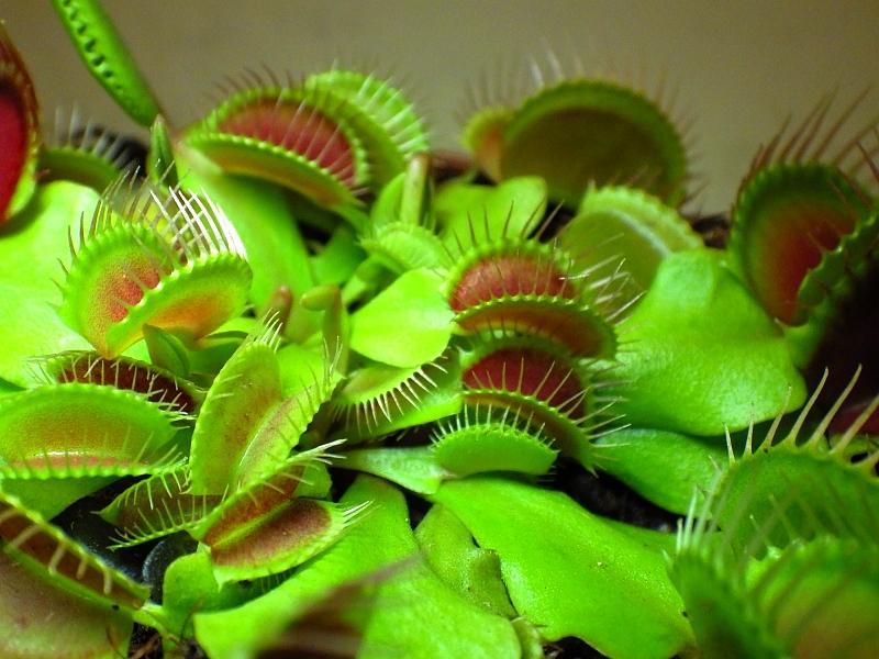  KK 7082  Dionaea