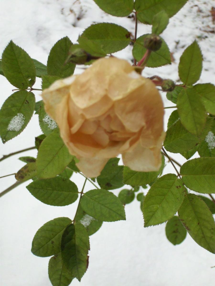 schneerose