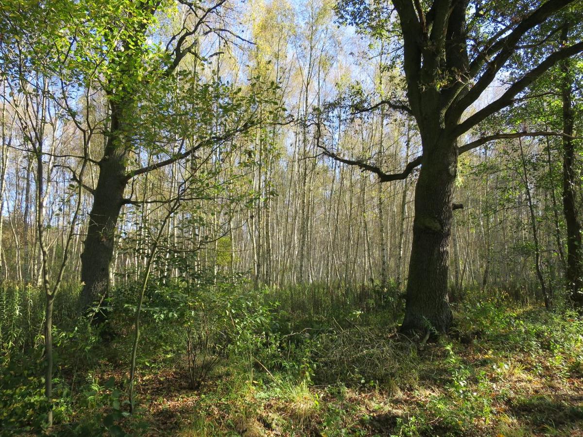 Wald Beleuchtung