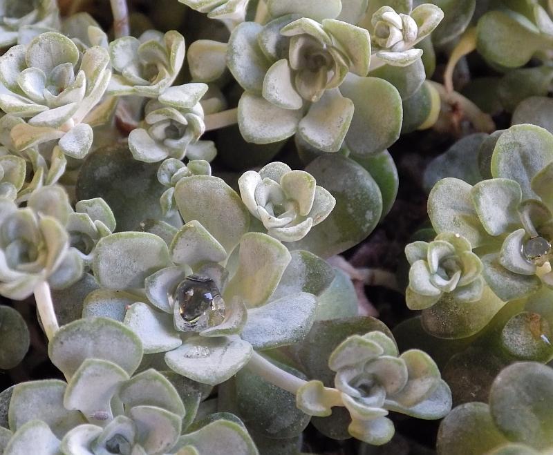  KK 2864 Sedum