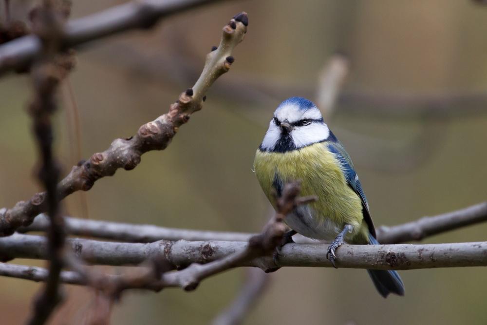 Blaumeise1