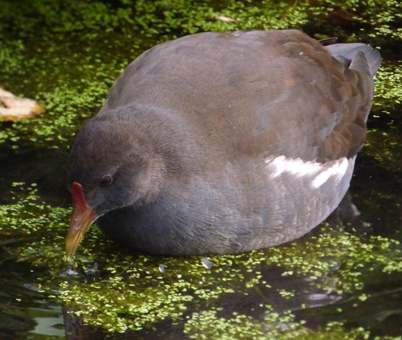 teichhuhn