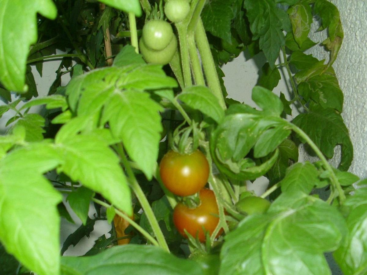 tomaten