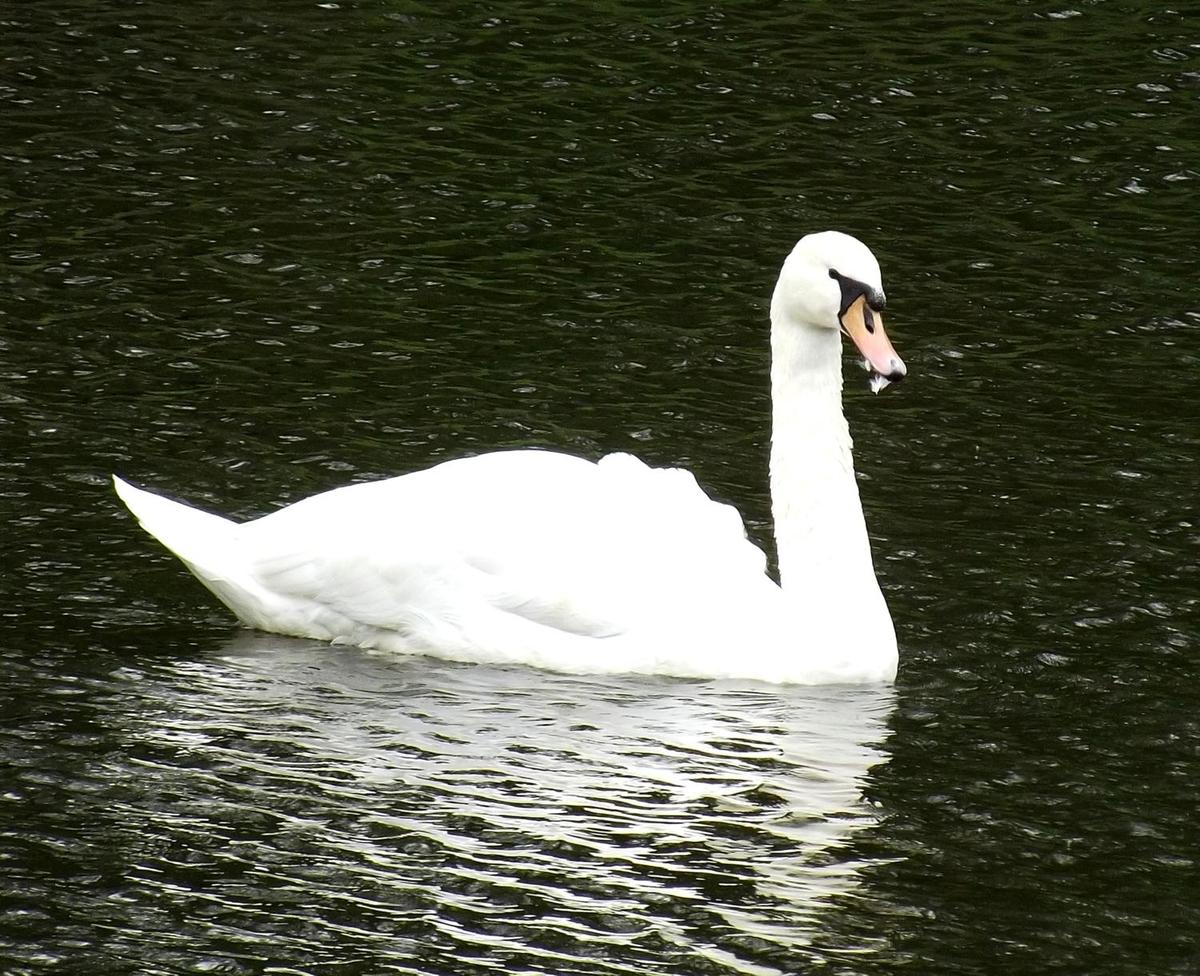 Schwan 2