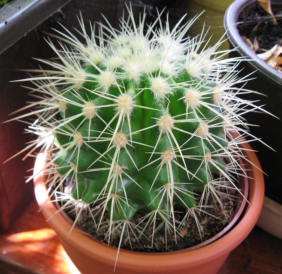 Grusonii 2008