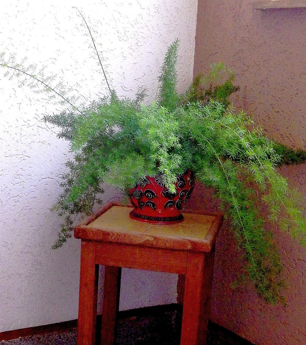  KK 0001spargel