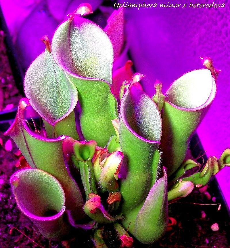  KK 3186 Heliamphora