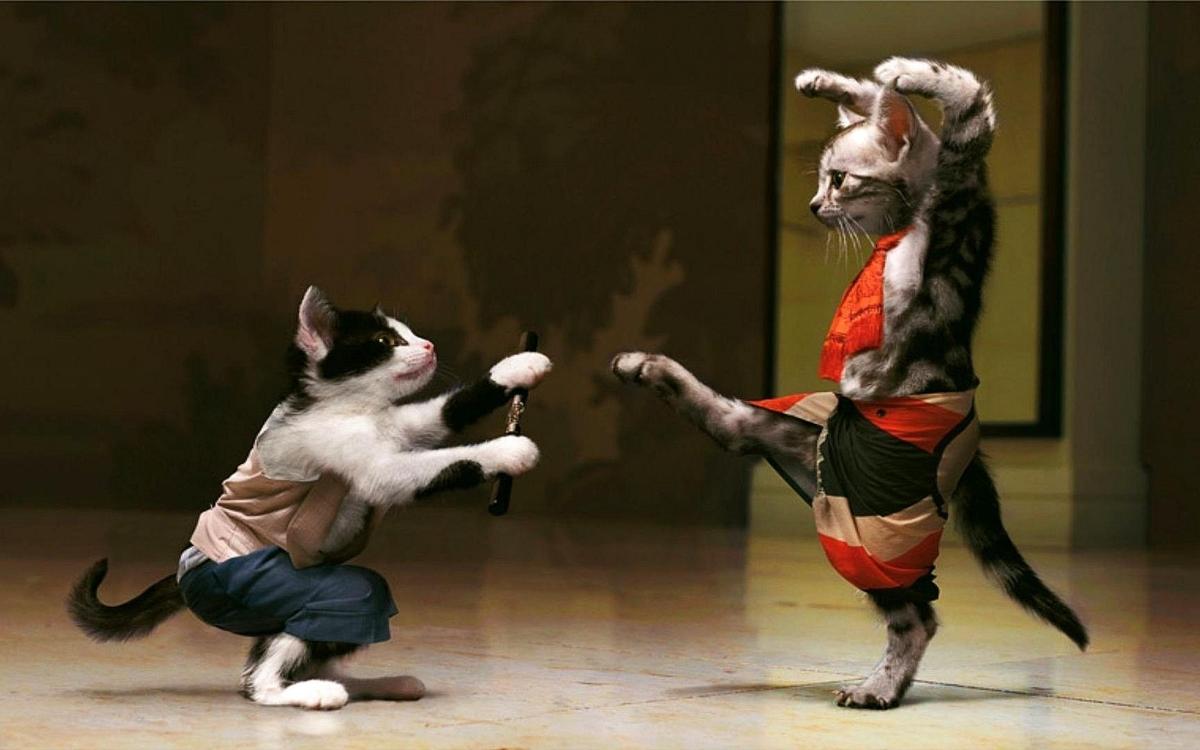 Cats-fighting-kung-fu-hd-wallpaper