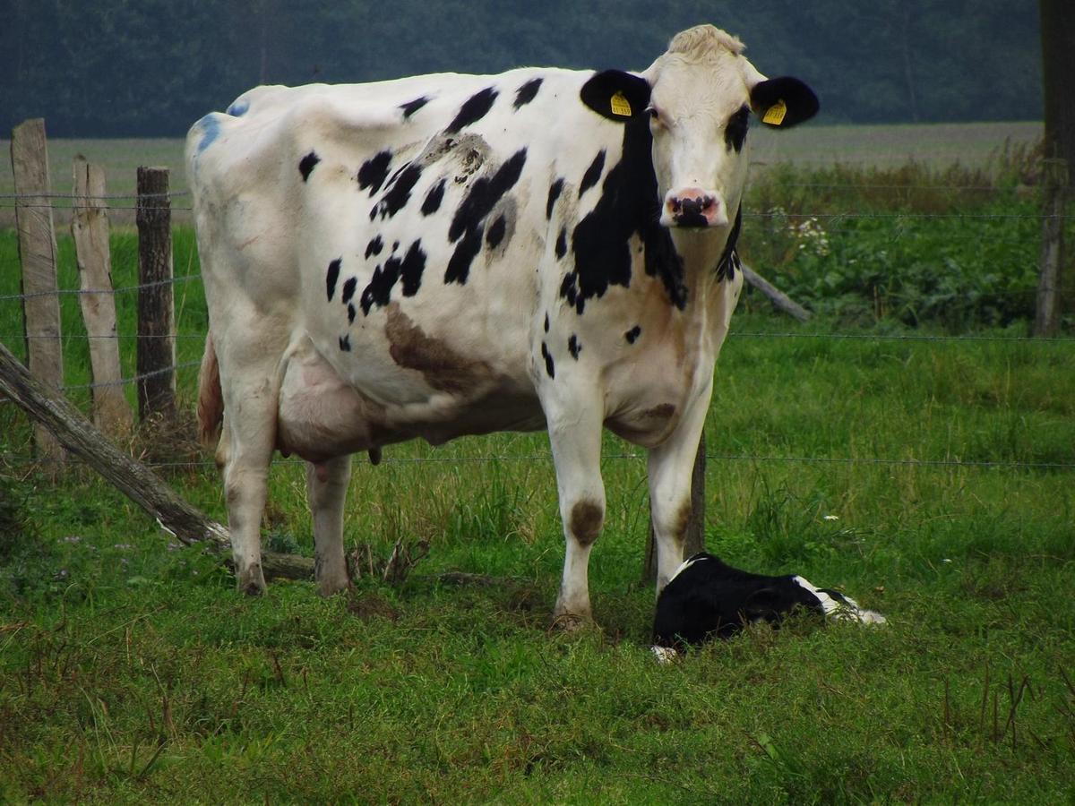 Kuh mit Kalb