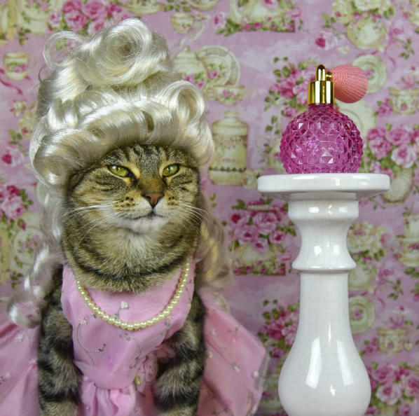 cat