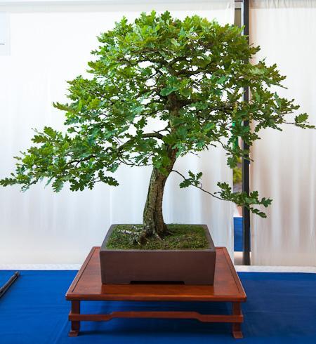 Stieleiche Bonsai