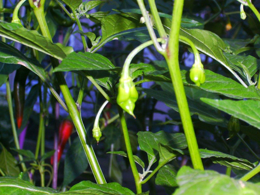 Trinidad scorpion yellow