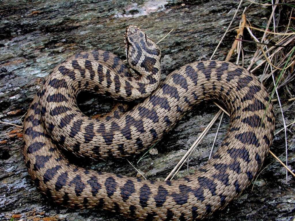 Vipera Valser