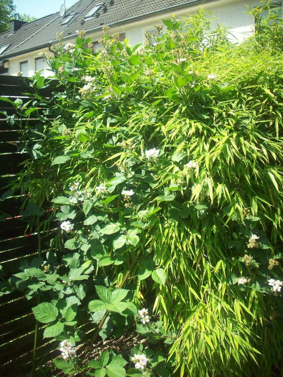 Brombeere im Bambus