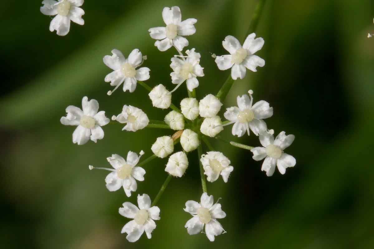 Wiesenblume1