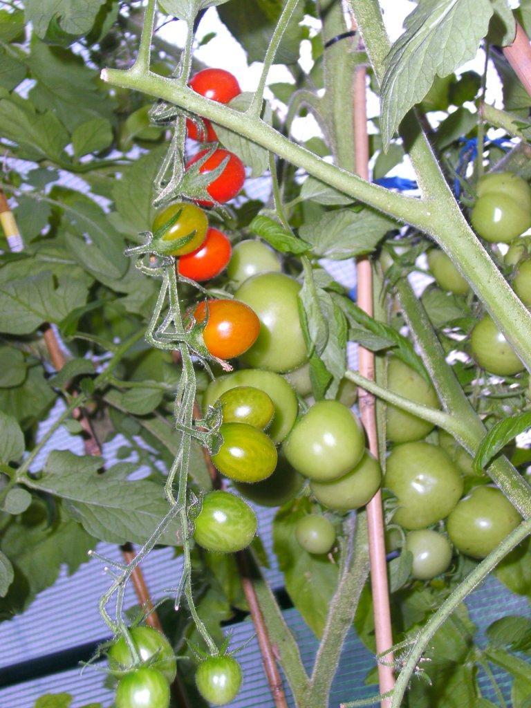 Tomatenwald