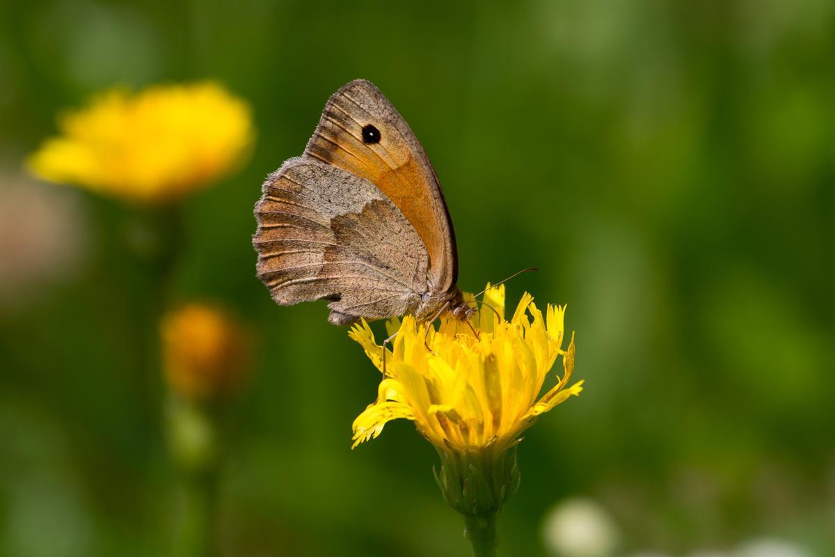 Schmetterling