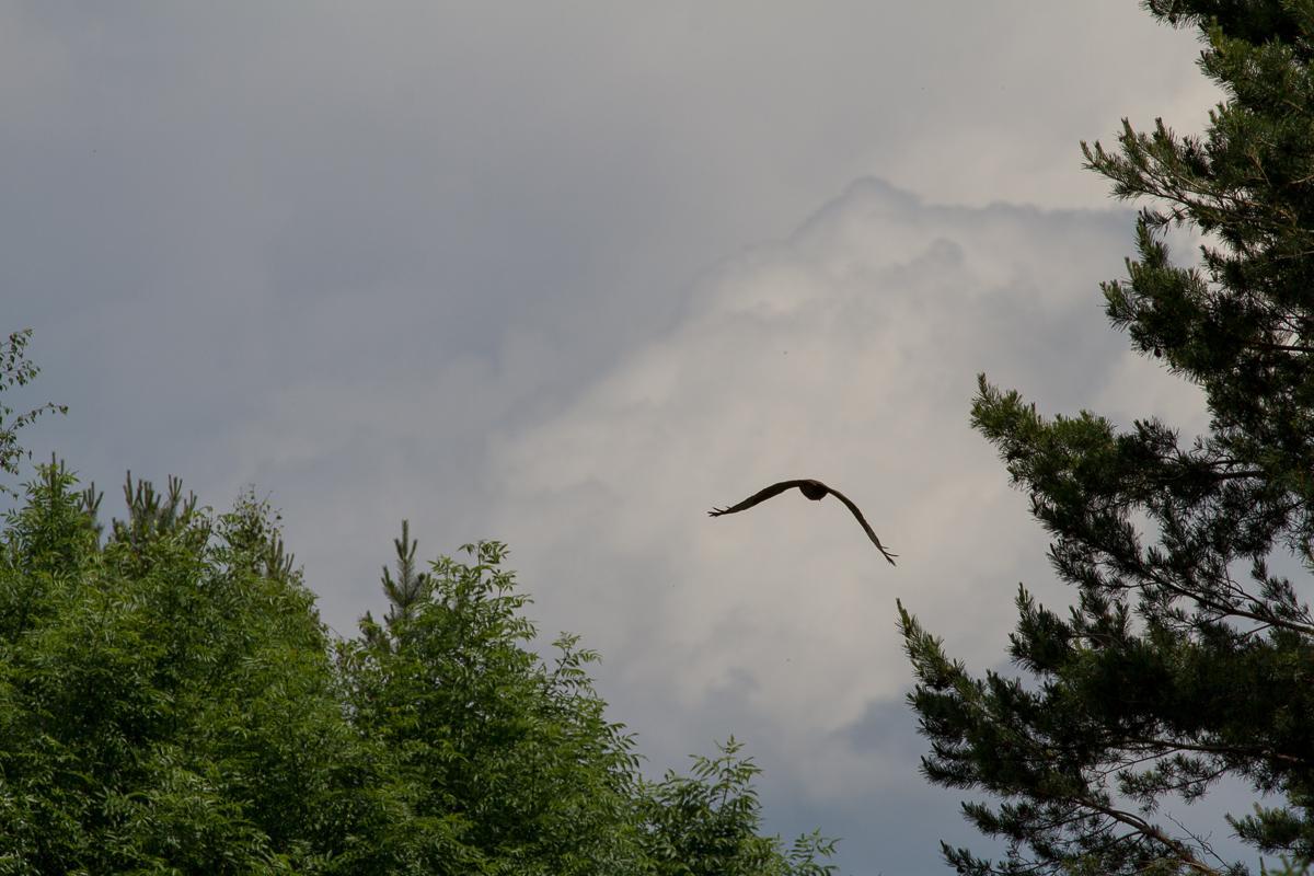 Bussard1