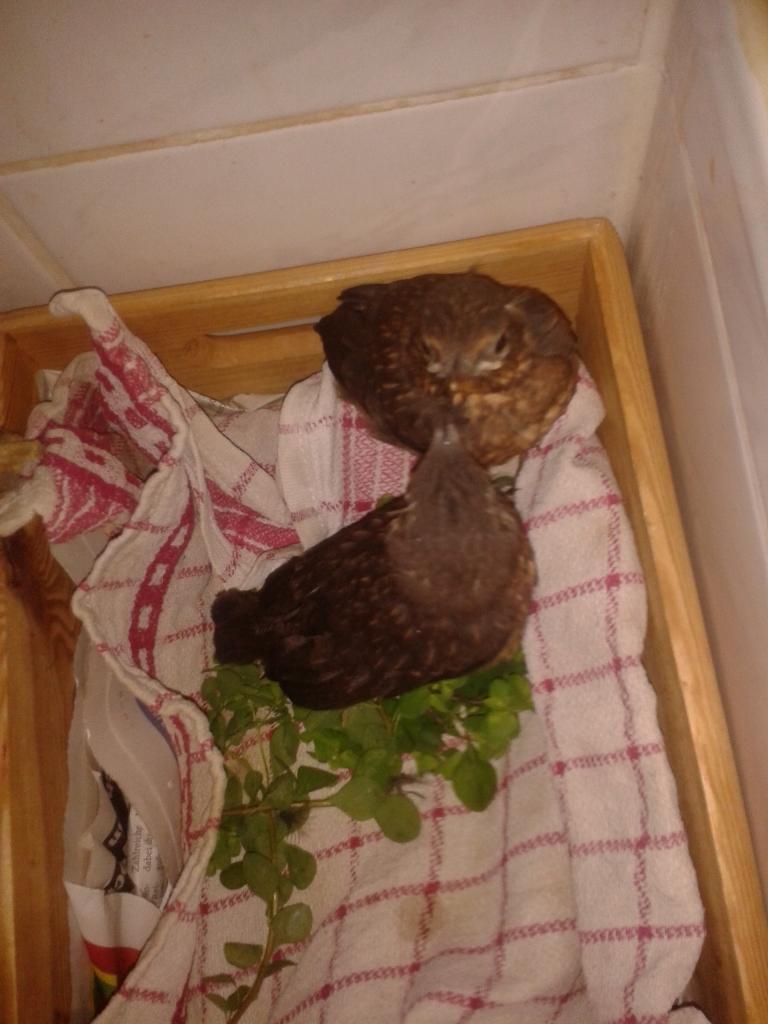 Allmy birds 2