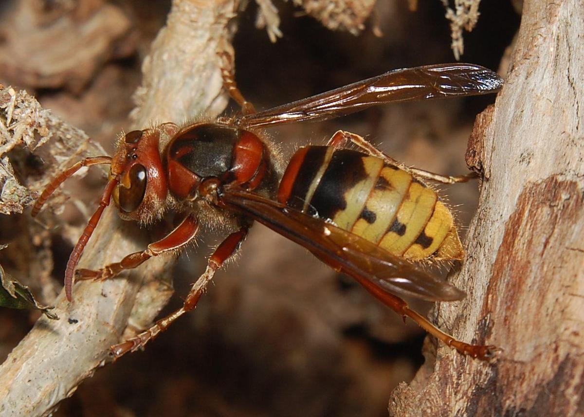 Vespa crabro 80708