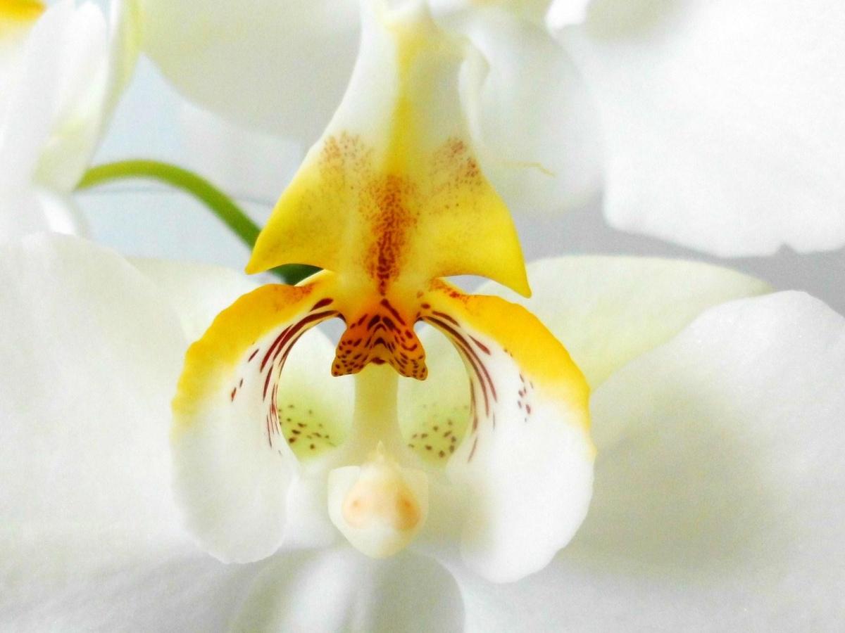 Orchideen2