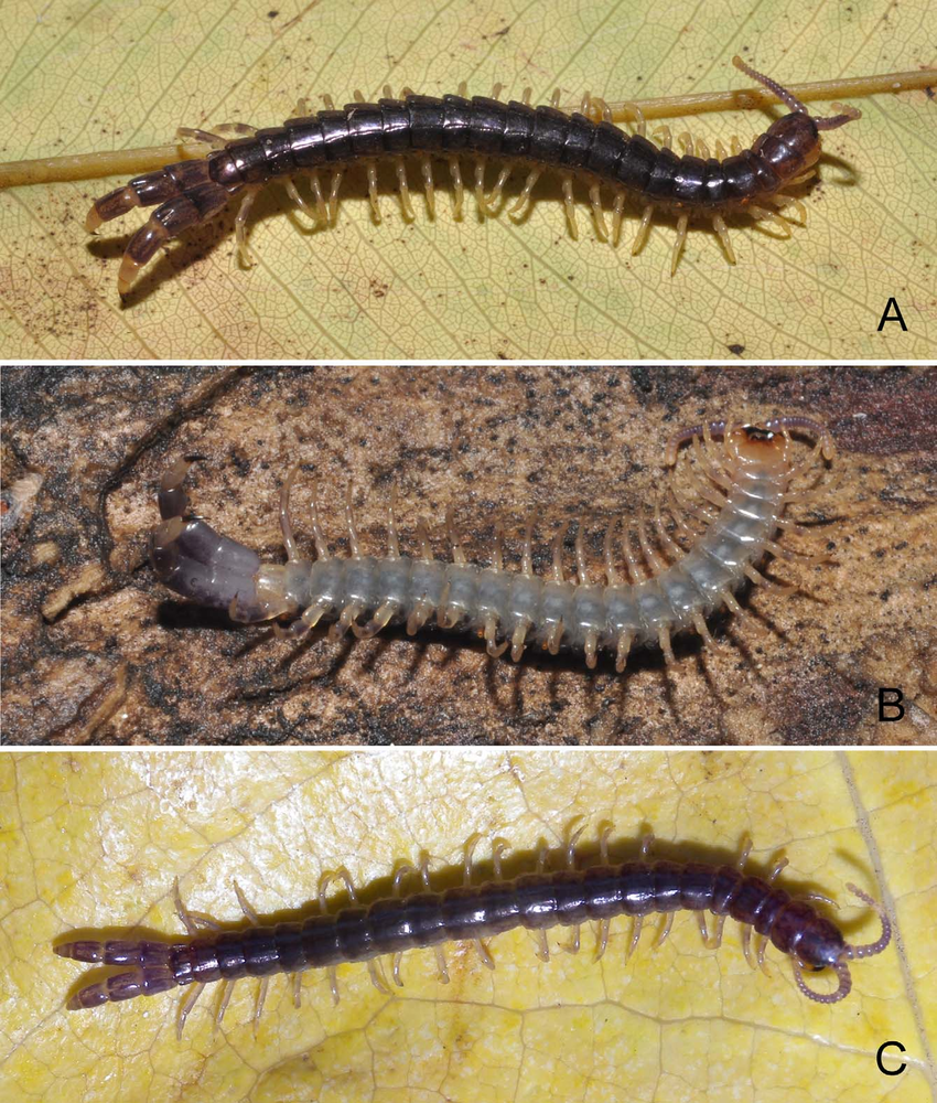 FIGURE-6-Live-specimens-of-Sterropristes