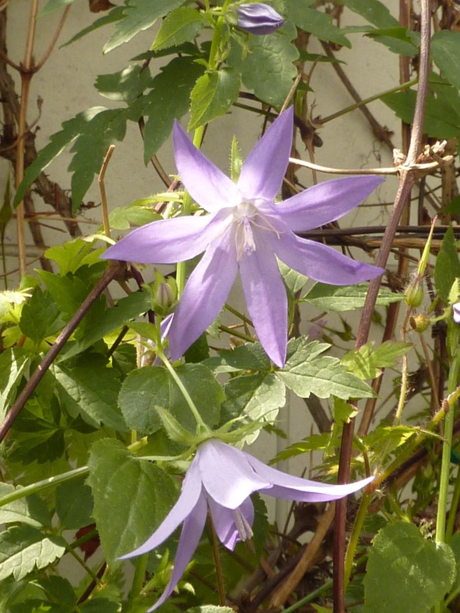 Rankende Glockenblume 2