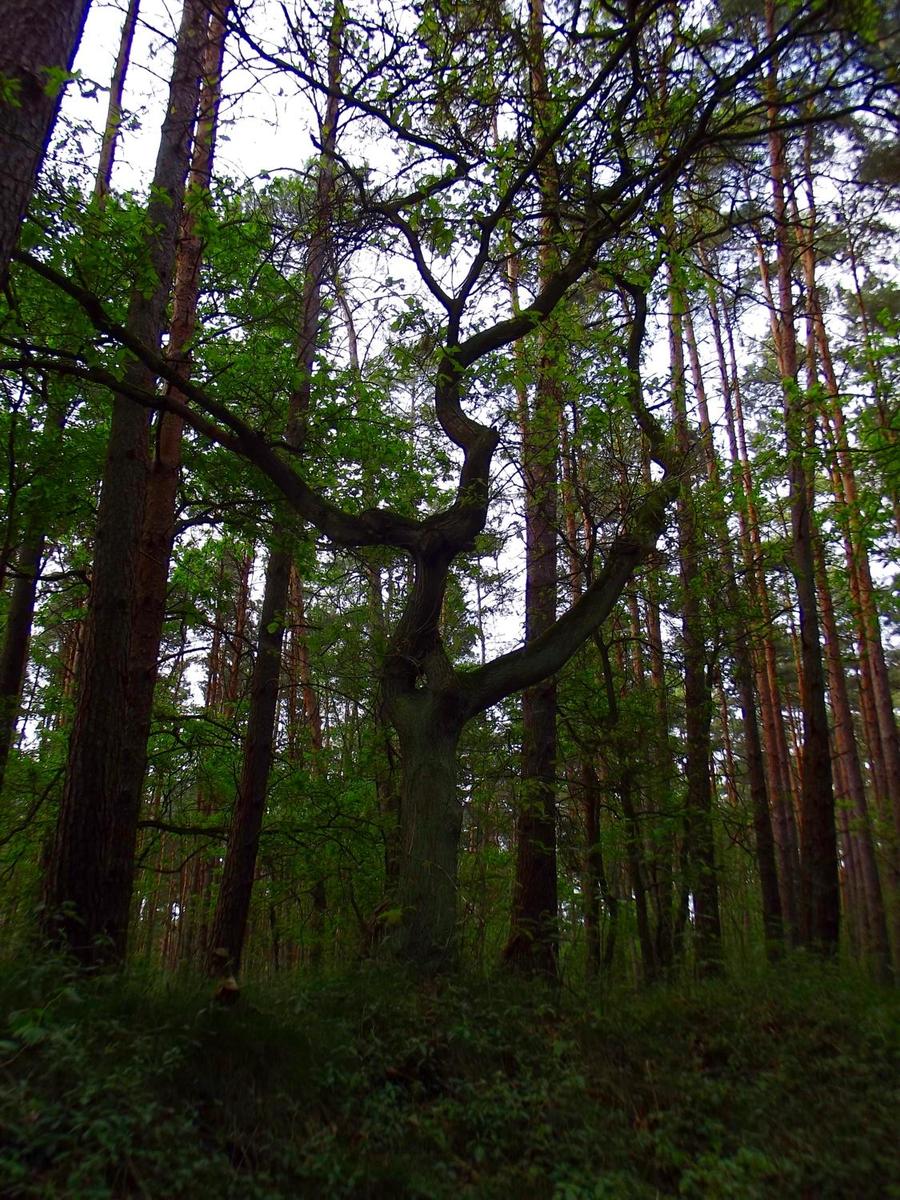 Baum mit loch