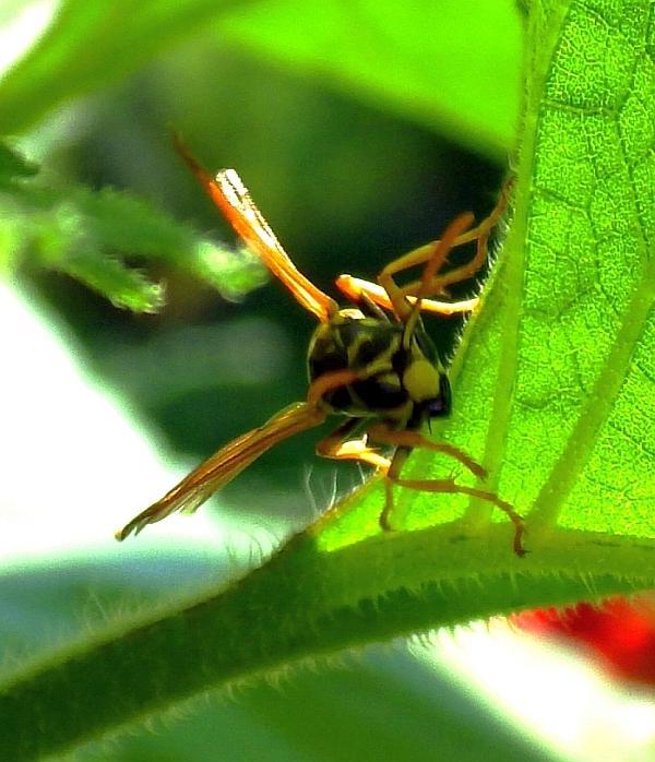  KK 1177 Haus-Feldwespe - Polistes domin