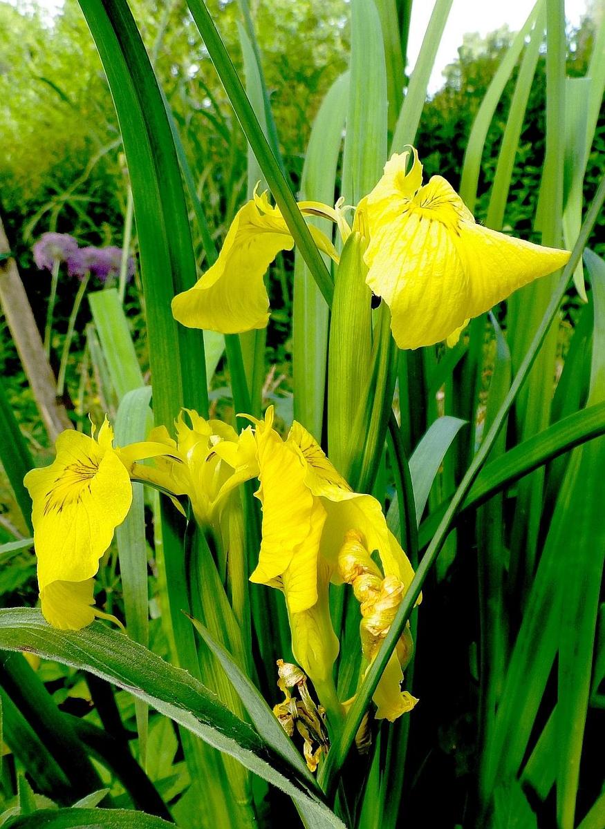  KK 0325 Iris