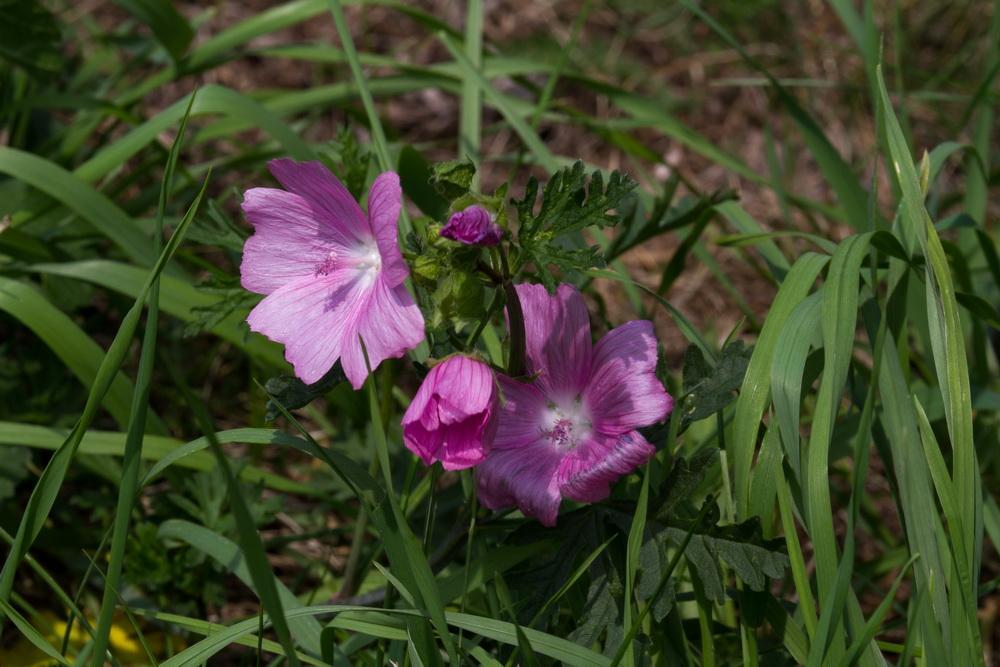 Wiesenblume