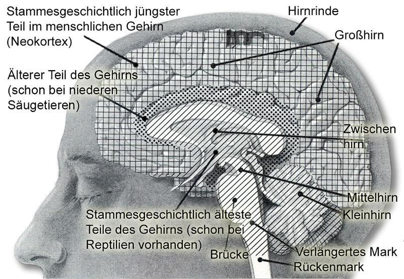 gehirnAreale800