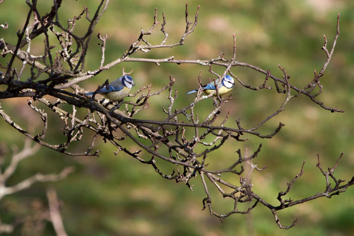 Blaumeisen