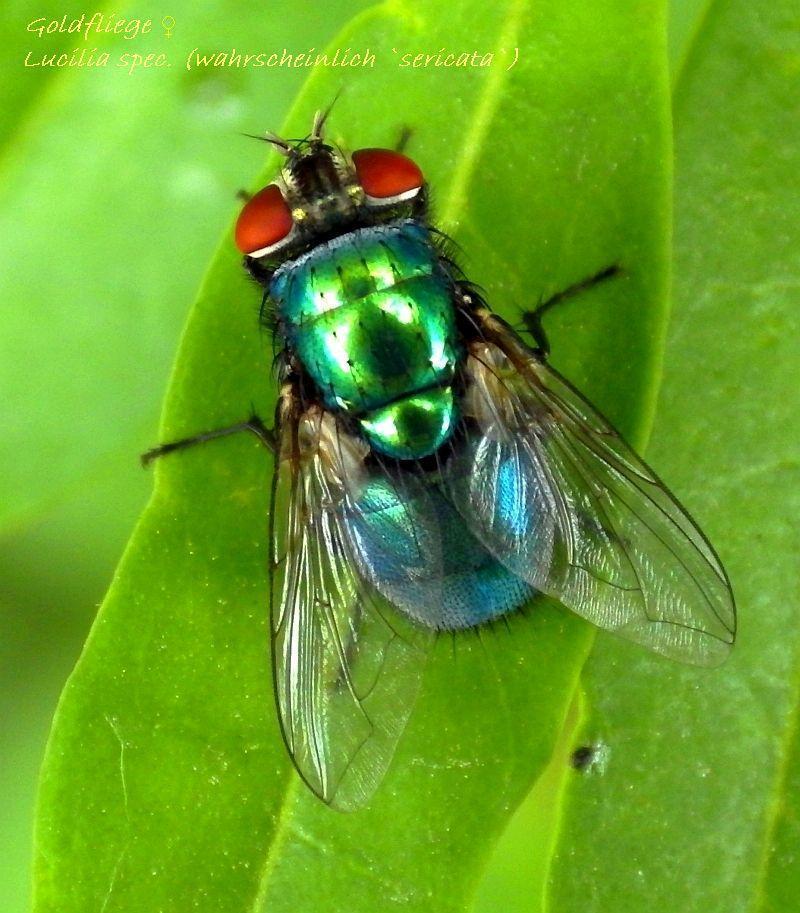  KK 3528 Lucilia sericata