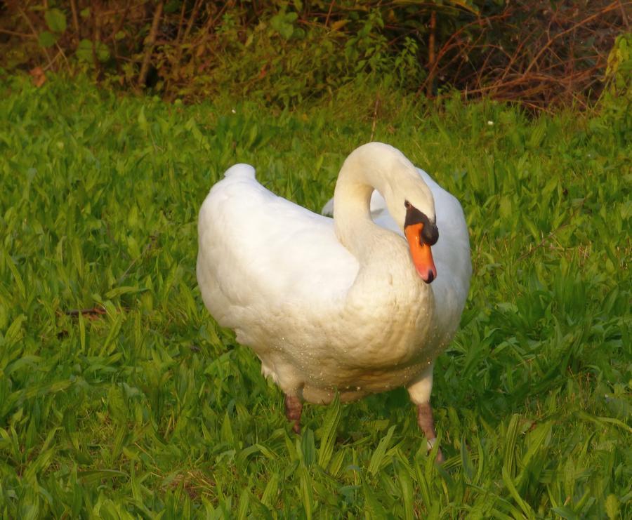 schwanig