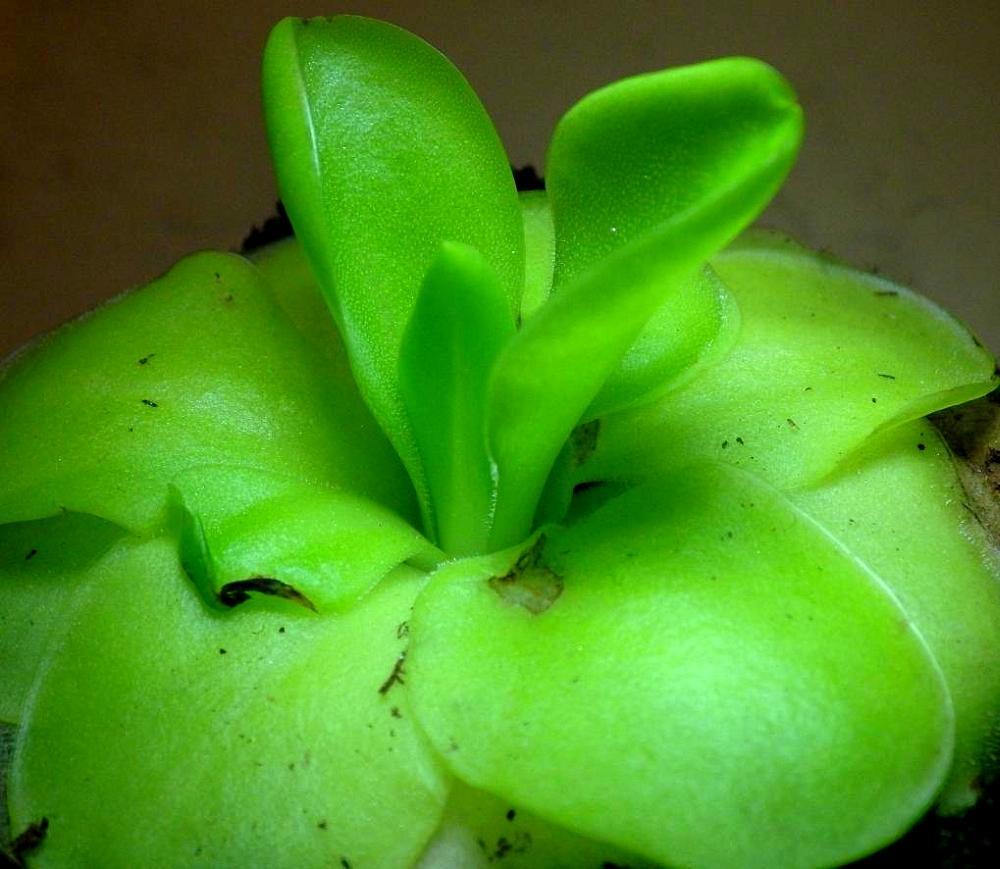  KK 7086 Pinguicula