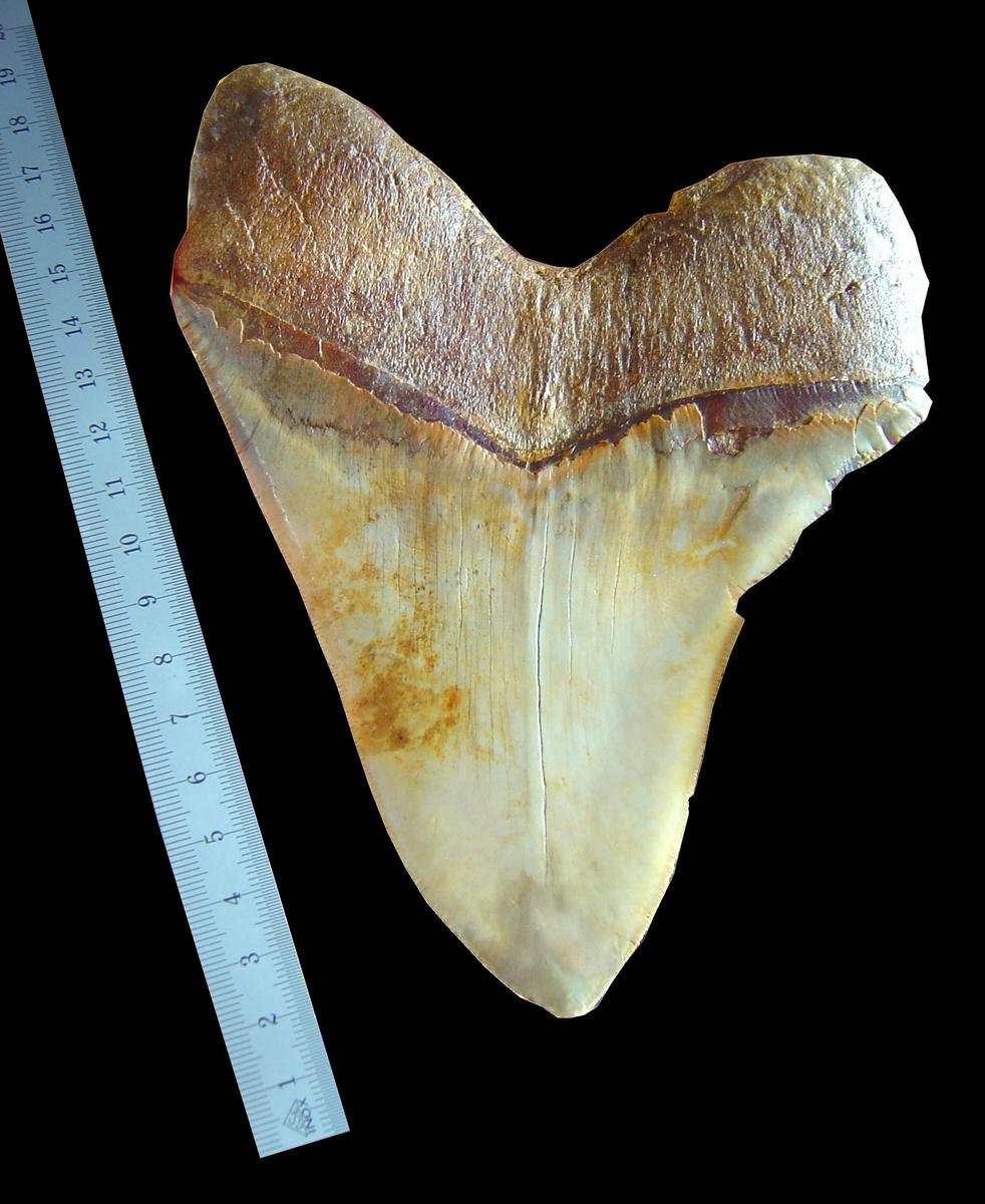 weisser Megalodon Zahn