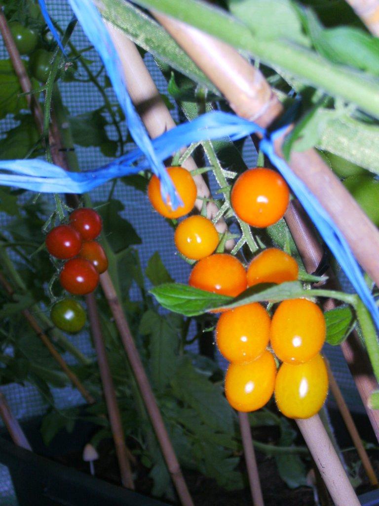 Orangene Tomaten