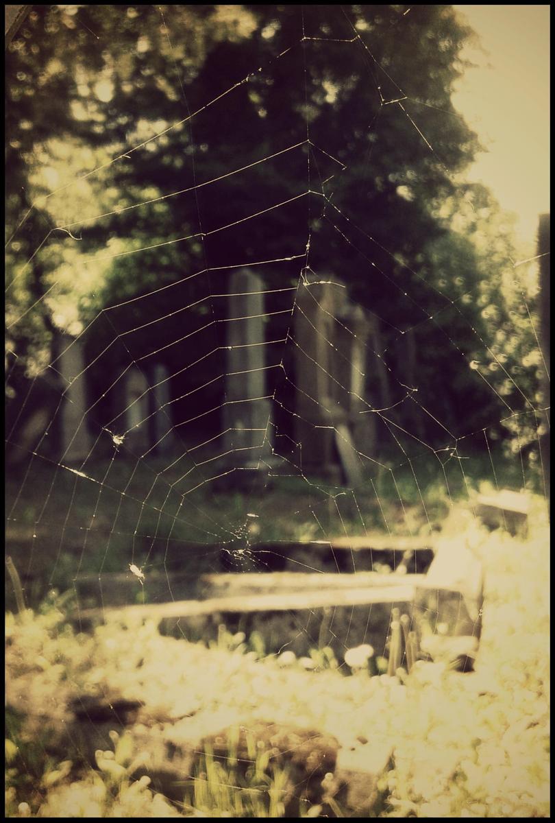 cementaryspiderweb 0031