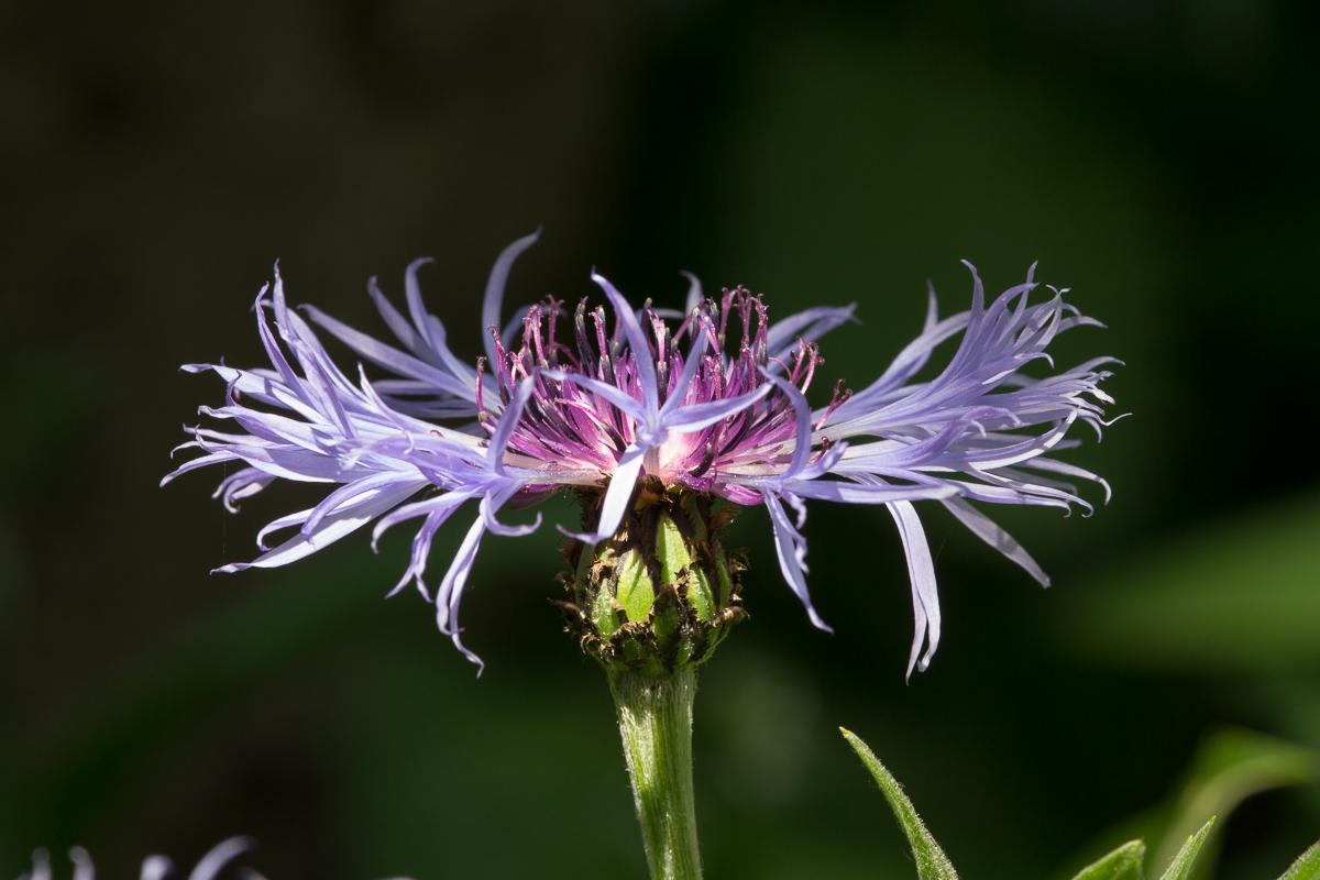 Kornblume