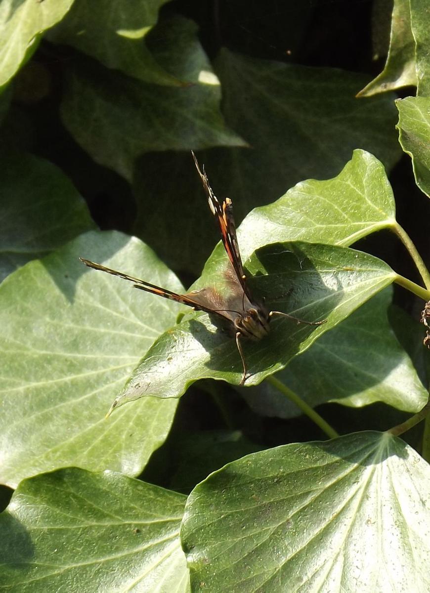 Schmetterling