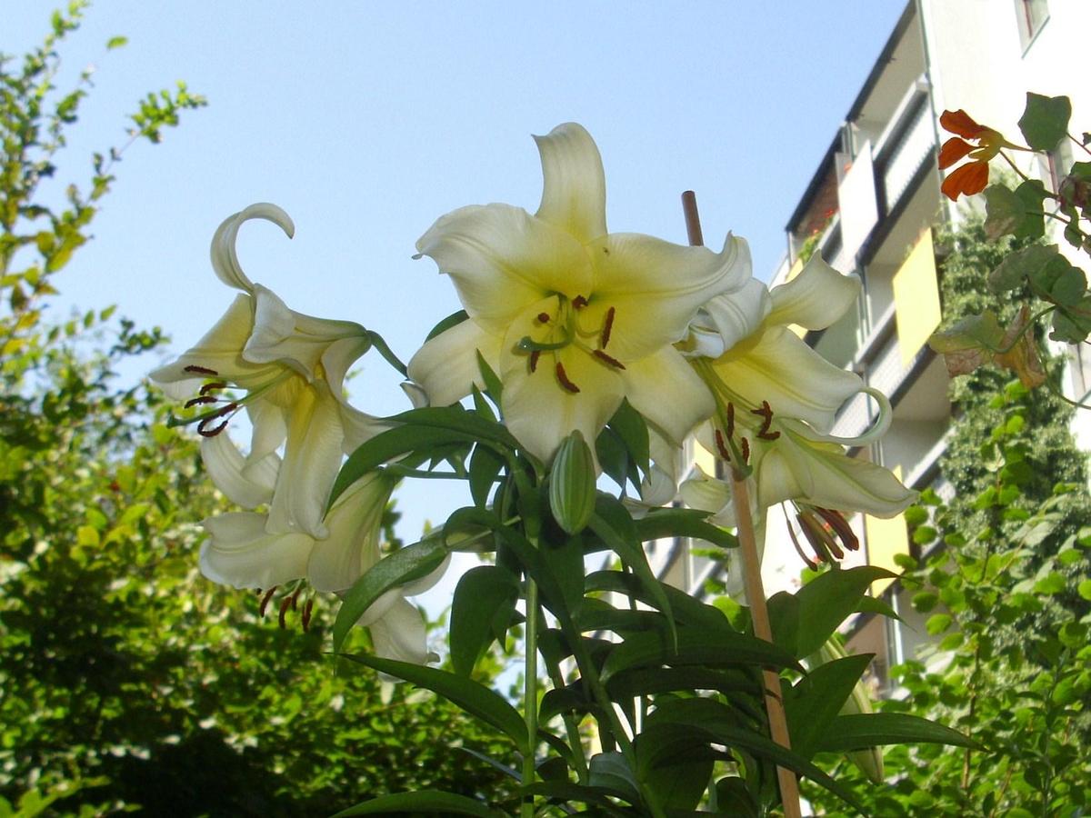 lilien