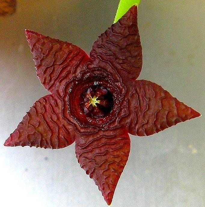 -KK-Stapelia similis